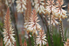 Aloe Fairy Pink <span class="pbr">(PBR)</span>