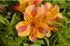 Alstroemeria Diana