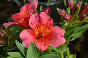 Alstroemeria Eliane <span class="pbr">(PBR)</span>