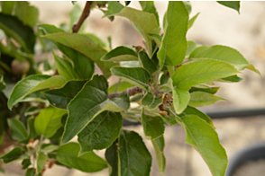 Apple Red Delicious Semi Dwarf