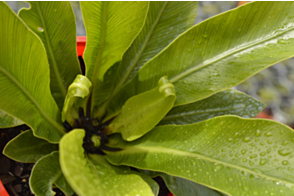 Asplenium nidus