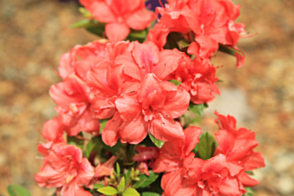 Azalea Encore Autumn Monarch <span class="pbr">(PBR)</span>