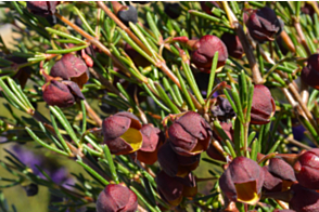 Boronia Heaven Scent