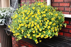 Calibrachoa  Yellow Chimes PVR