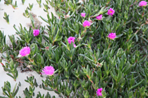 Carpobrotus virescens