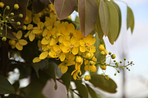 Cassia fistula