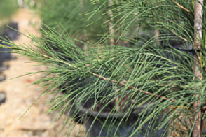 Casuarina equisetifolia incana