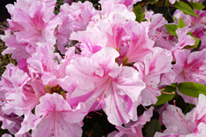 Azalea Encore Autumn Twist <span class="pbr">(PBR)</span>