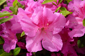 Azalea encore Autumn Royalty<span class="pbr">(PBR)</span>