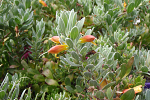 Eremophila Amber carpet