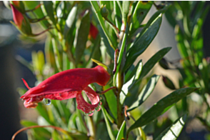 Eremophila maculata Red