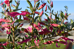 Eremophila Magic Blush&trade;