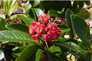 Escallonia Pink Pixi&trade;