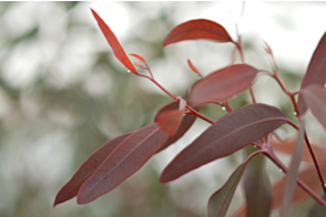 Eucalyptus camaldulensis