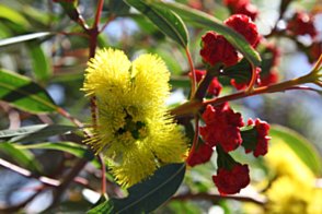 Eucalyptus erythrocorys