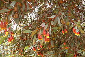 Eucalyptus forrestiana