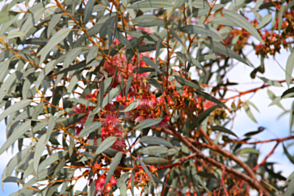 Eucalyptus torquata