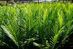 Blechnum Silver Lady