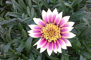 Gazania Montezuma <span class="pbr">(PBR)</span>