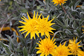 Gazania Sahara <span class="pbr">(PBR)</span>