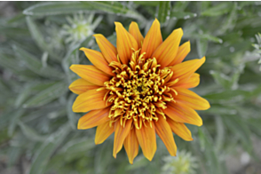 Gazania Sunset Jane <span class="pbr">(PBR)</span>