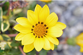 Gazania Variegated