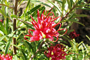 Grevillea Gin Gin Gem