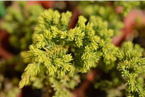 Juniperus procumbens nana