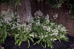 Arthropodium Te Puna