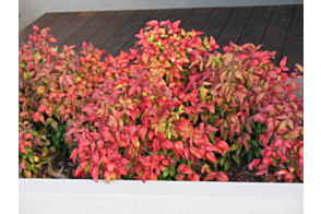 Nandina domestica nana