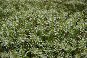 Euphorbia Stardust White Sparkle