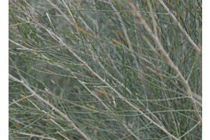 Casuarina obesa