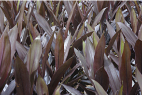 Cordyline Caruba Black&trade;