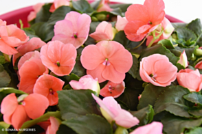 Impatiens Apricot Tray