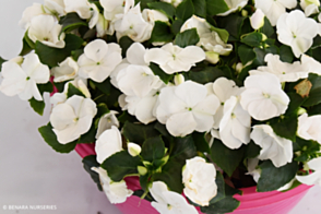 Impatiens White Tray