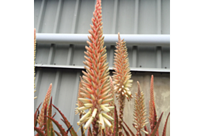 Aloe Ivory Tower <span class="pbr">(PBR)</span>