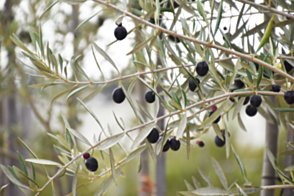 Olea Manzanillo