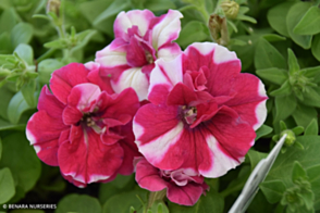 Petunia Bonanza Tray