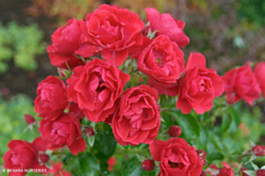 Flower Carpet (R) Rose Scarlet