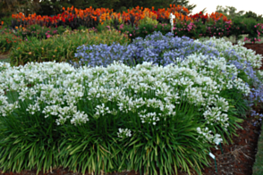 Agapanthus Snow Storm <span class="pbr">(PBR)</span>