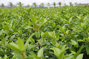 Viburnum tinus