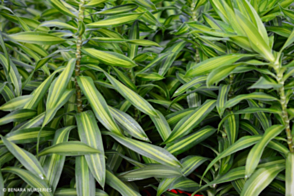 Dracaena Malay Stripe