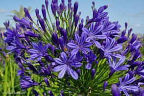 Agapanthus Regal Beauty PVR