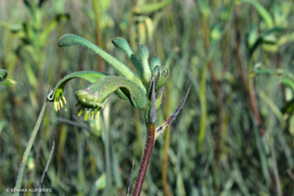 Anigozanthos viridis