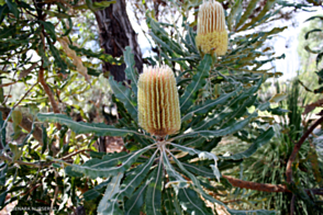 Banskia integrifolia