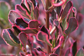 Coprosma Pacific Sunrise <span class="pbr">(PBR)</span>