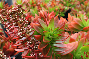 Crassula Campfire