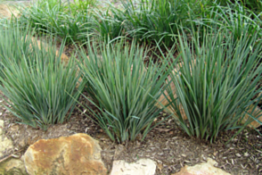 Dianella DR5000 <span class="pbr">(PBR)</span> Little Rev 