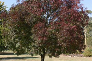 Fraxinus angustifolia Raywood