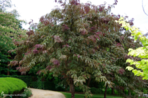 Gleditsia Ruby Lace